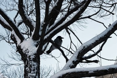 ağaç huş çıplak kış gökyüzünde