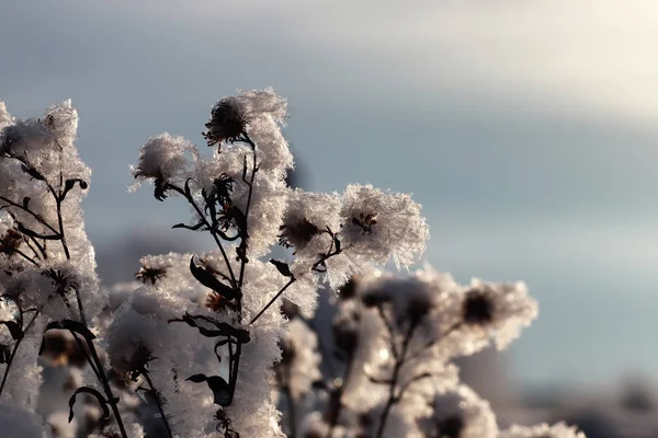 Zweig der Pflanze mit Schnee bedeckt Winter Makro — Stockfoto