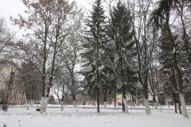 Park kış ağaçları ve patika