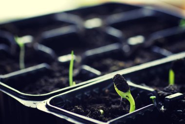 tohumlarından küçük Fideler kutusuyla