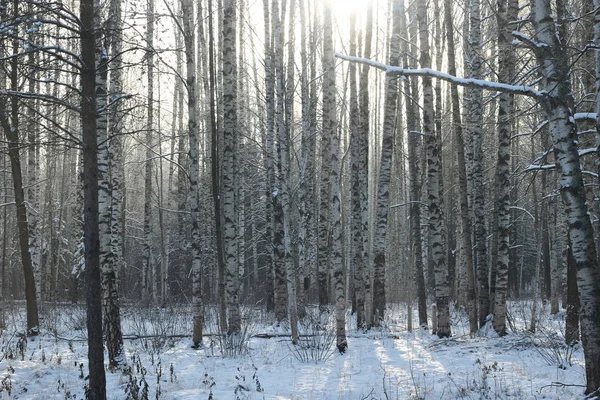 Winter tree forest — Stockfoto