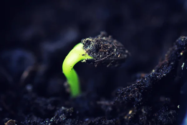 Cutie cu germeni mici din semințe — Fotografie, imagine de stoc