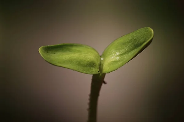 Germeni mici din semințe — Fotografie, imagine de stoc