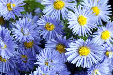 kır çiçekleri buketi Yüzükler