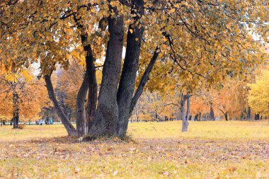 Park manzarası yalnız ağaç