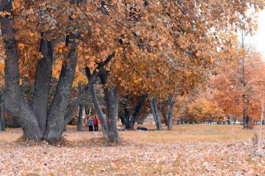 Park manzarası yalnız ağaç