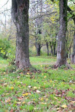 Park manzarası yalnız ağaç