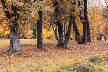 Park manzarası yalnız ağaç