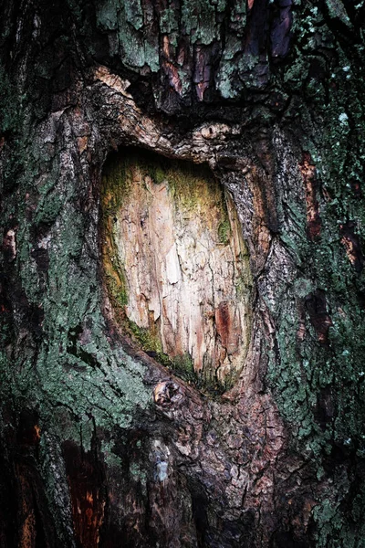 Corteccia dell'albero di sfondo — Foto Stock