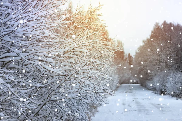 Vinterväg i skogen — Stockfoto