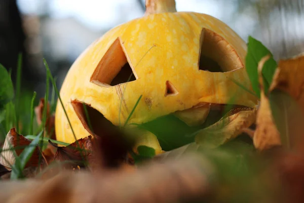 Faragott Halloween tököt a gyep — Stock Fotó