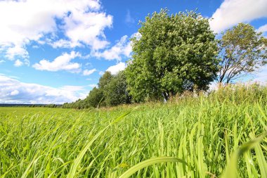 Peyzaj çayır gökyüzü bulut