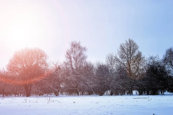 Güneşin doğuşu kış parkı ağaçları