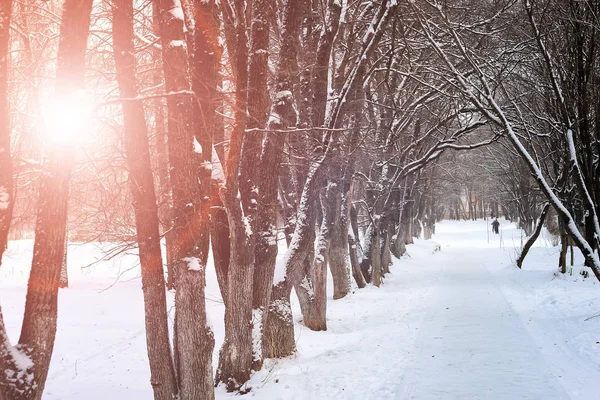 Napfelkelte táj téli park fák — Stock Fotó