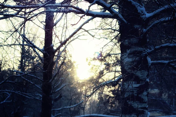 Geada em árvores o inverno — Fotografia de Stock