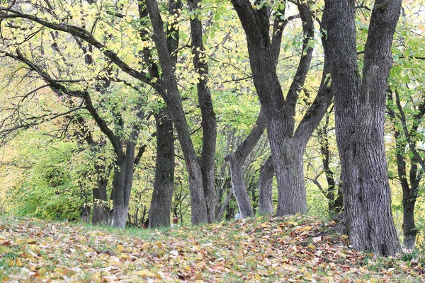 Parkweg im Herbst — Stockfoto