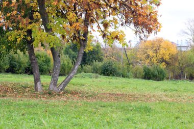 Park manzarası yalnız ağaç