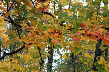 gökyüzü arka plan yapraklarda