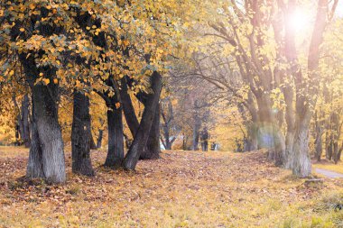 Park manzarası yalnız ağaç