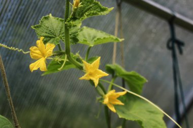 bir dal yeşil bahçe domates