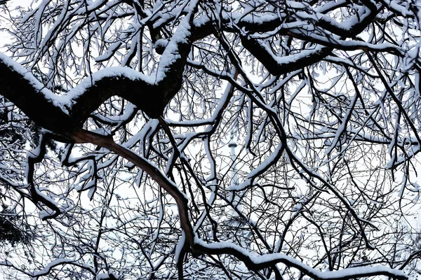 Kala grenarna på vintern — Stockfoto