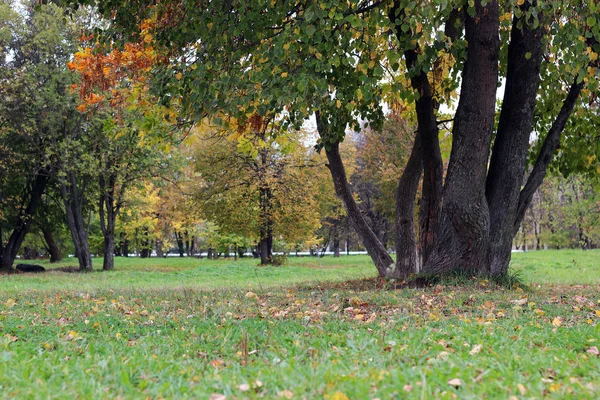 Parque paisaje solitario árbol — Foto de Stock