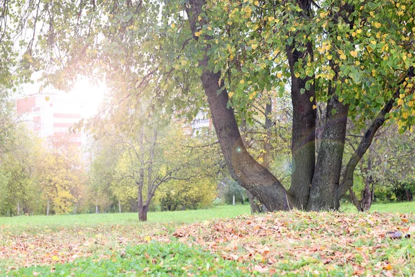 Park krajobraz samotne drzewo — Zdjęcie stockowe