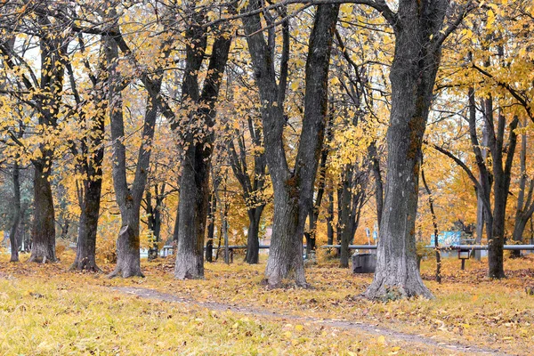 Park krajina osamělý strom — Stock fotografie