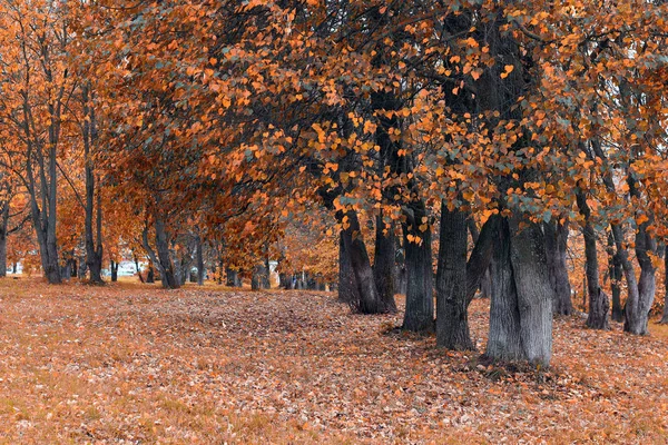 Parco paesaggio albero solitario — Foto Stock