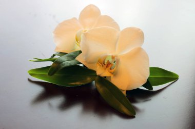 Spa orkidesi yeşil havlusu