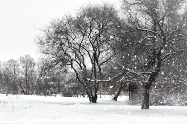 Krajobraz zimowy park drzew — Zdjęcie stockowe