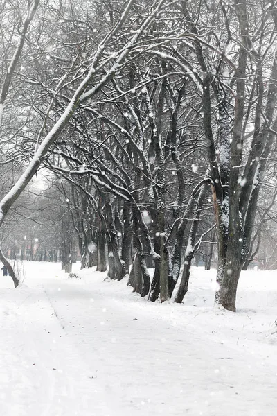 manzara kış parkı ağaçları