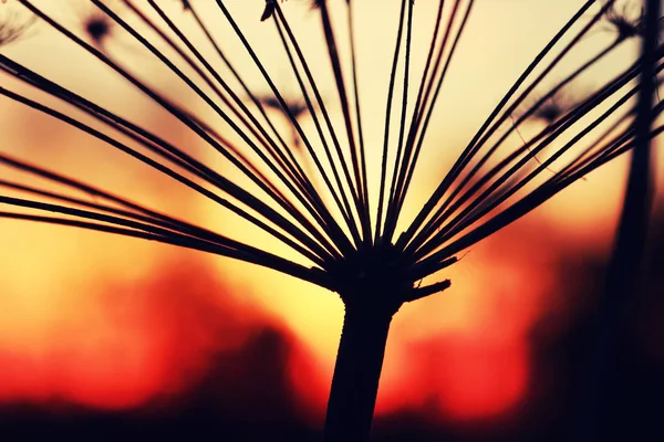 Západ slunce rostlin větev léto — Stock fotografie