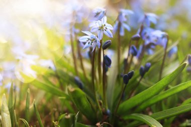 güneş ışığı ve ışınları mavi ilk çiçek bahar
