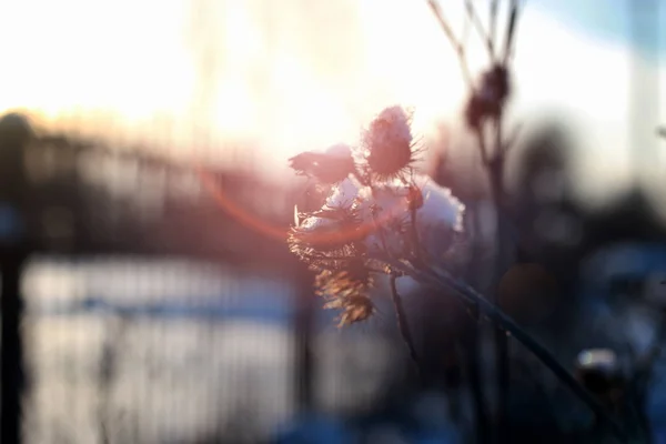 Thorn in the snow — Stock Photo, Image