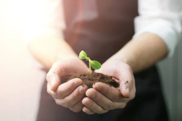 Sunlight on man hand holding sprout in palms — Stock Photo, Image