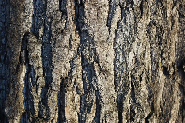Zbliżenie kory drzewa — Zdjęcie stockowe