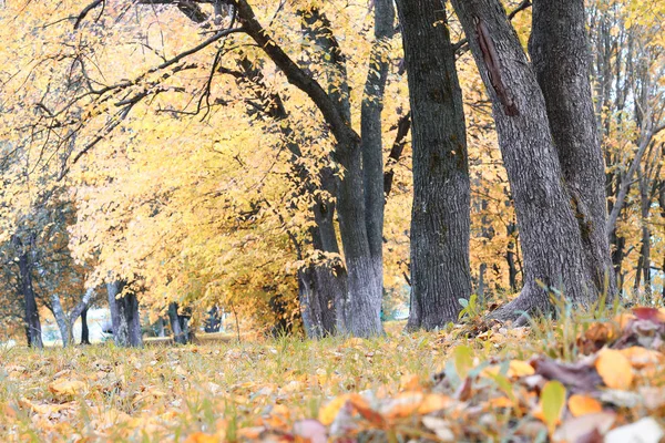Lávka Park na podzim — Stock fotografie