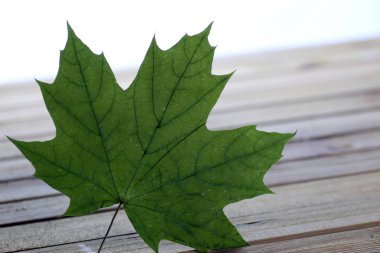 bir akçaağaç yaprağı