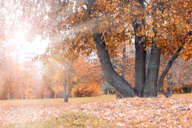Park manzarası yalnız ağaç