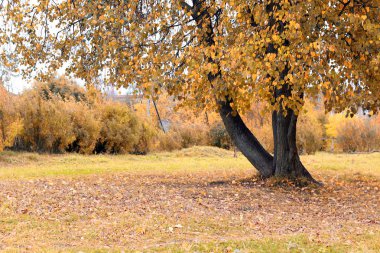 Park manzarası yalnız ağaç