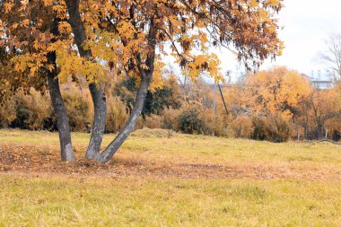 Park manzarası yalnız ağaç