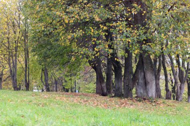 Park manzarası yalnız ağaç
