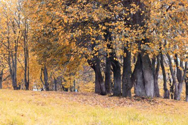 Park manzarası yalnız ağaç