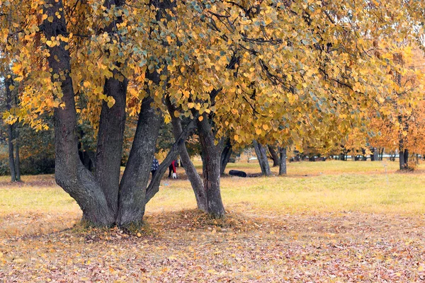 Park landscape lonely tree — Stock Photo, Image