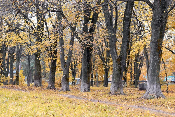 Park krajina osamělý strom — Stock fotografie