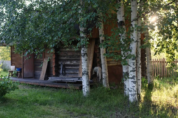 Bříza a trávy na slunce krajina — Stock fotografie