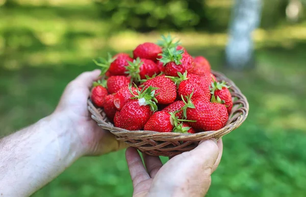 Strawberries in his outstretched hand — Stock Photo, Image