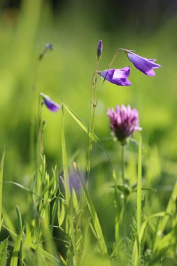 çiçek alanında Güneş'ten ışık