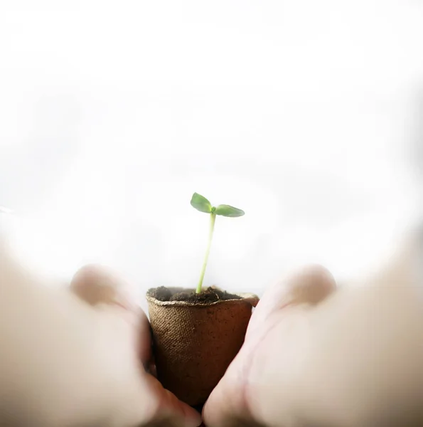 Uomo mano che tiene germoglio nelle palme — Foto Stock